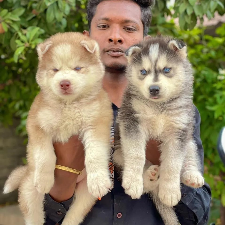 Siberian Husky