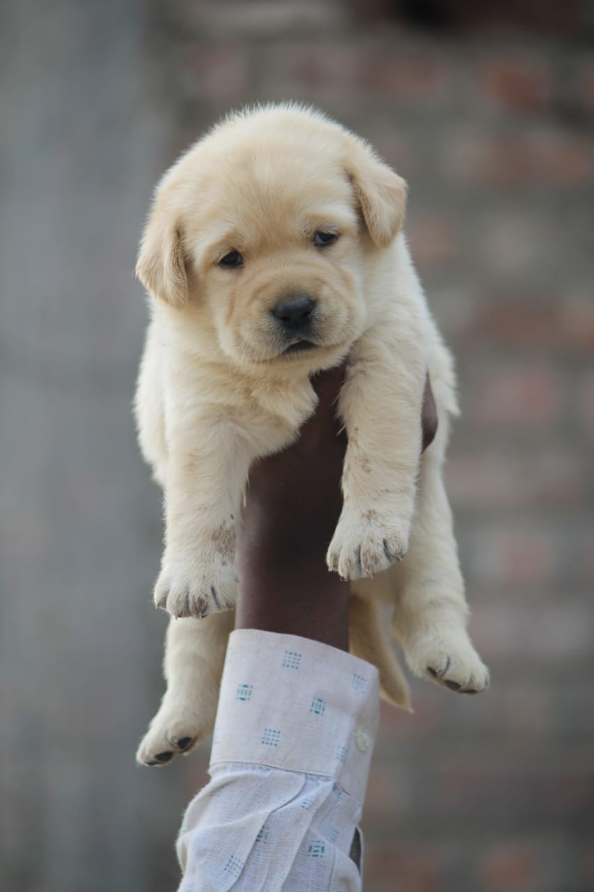 Labrador Retriever