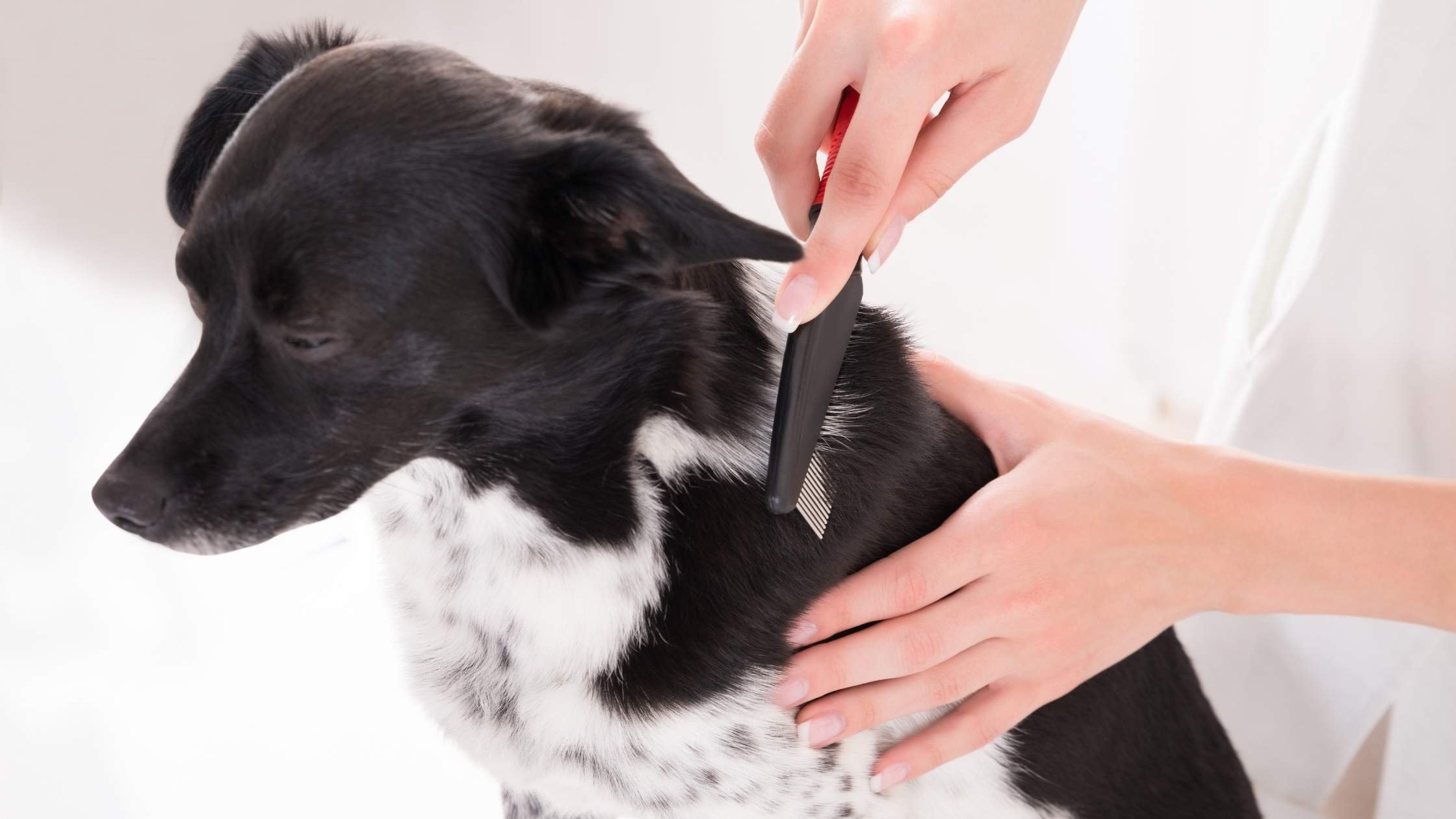 De-Shedding Treatment