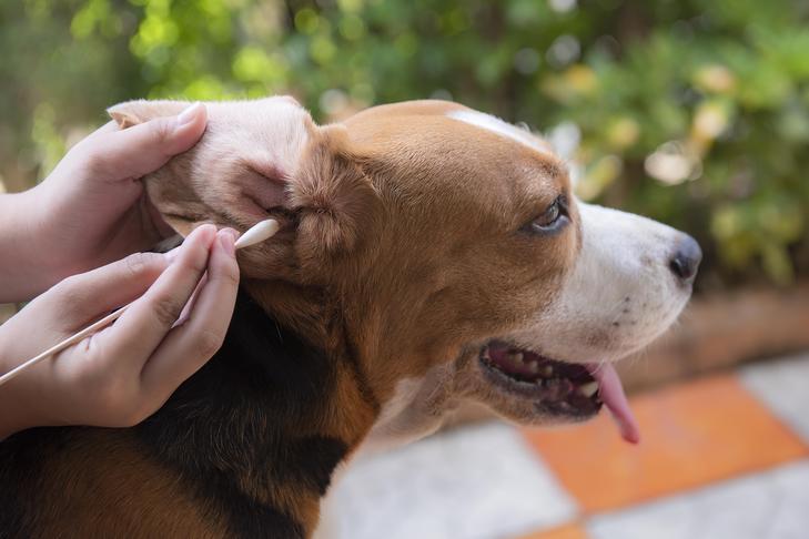 Ear Cleaning