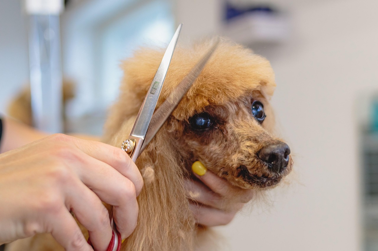 Full Grooming Package