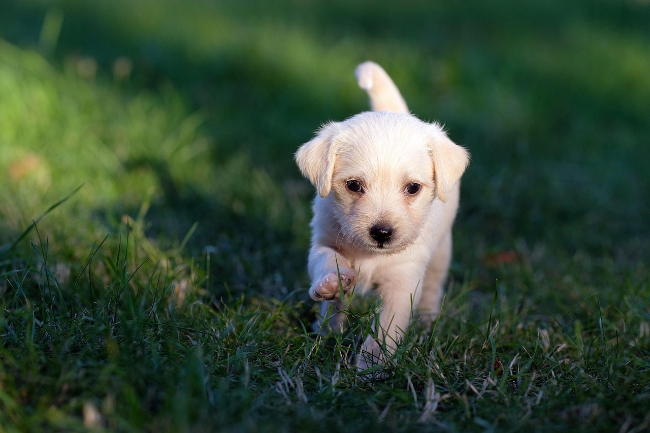 Healthy Puppies