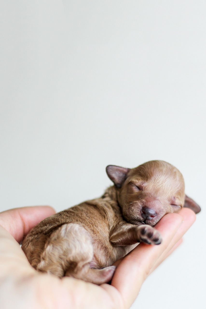 Trusted Breeders