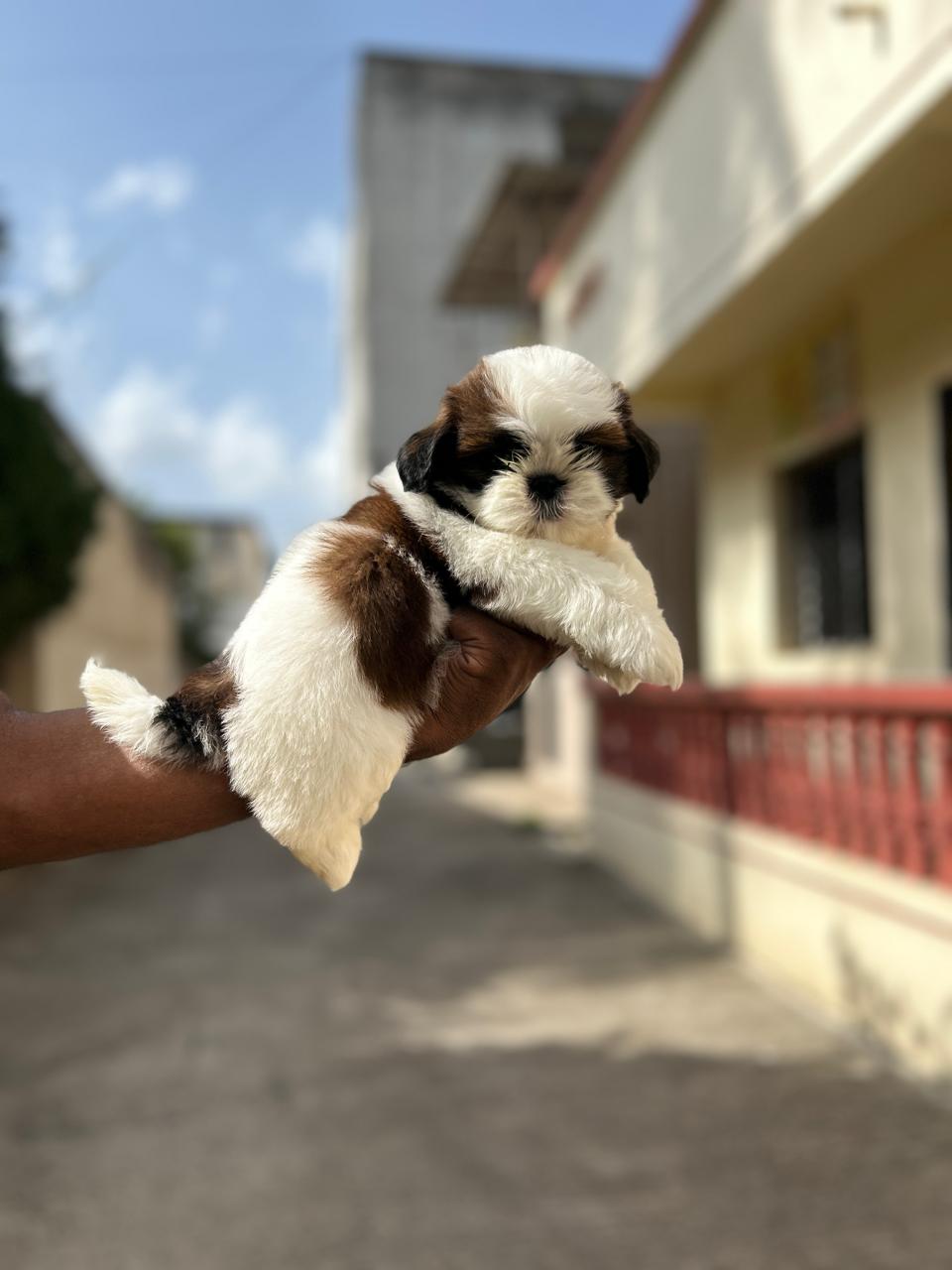 Shih Tzu