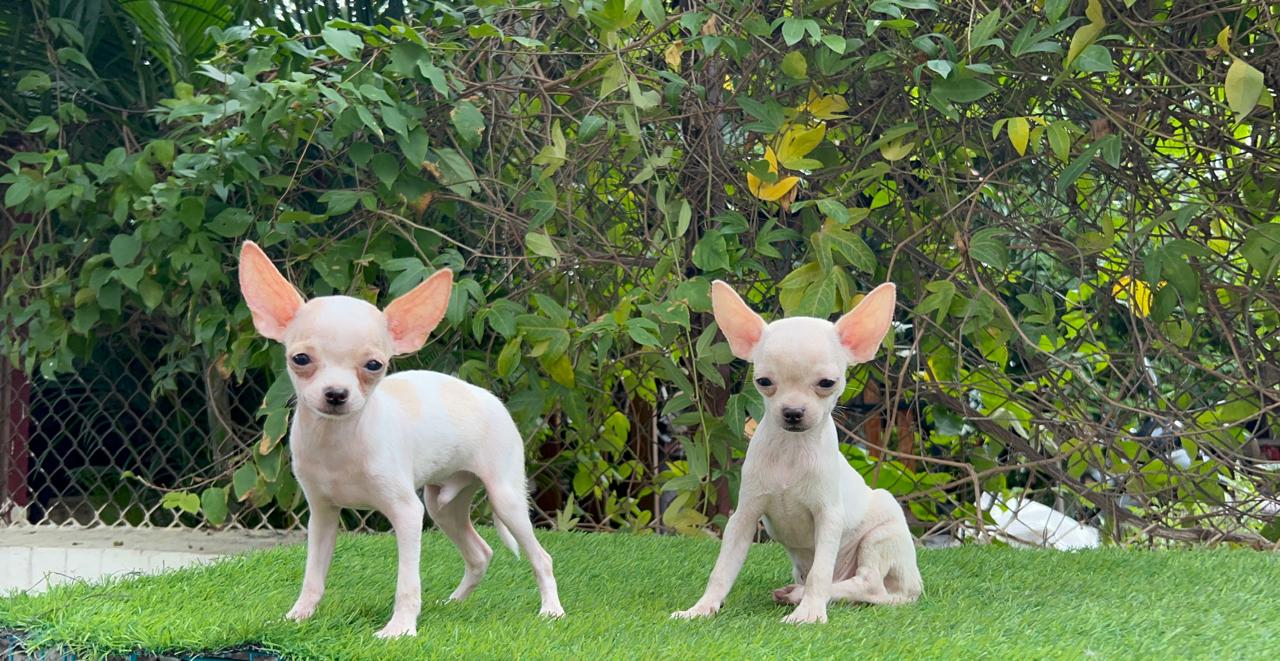 Chihuahua