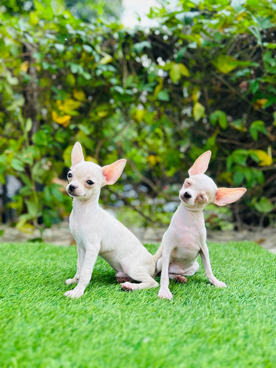 Chihuahua