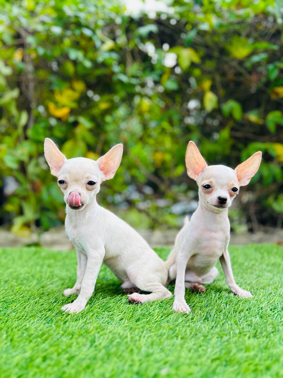 Chihuahua