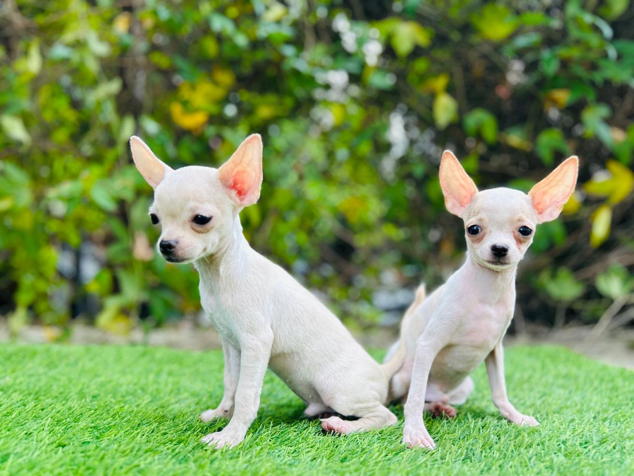 Chihuahua